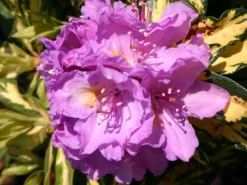 Rhododendron 'Blattgold' -Deutschland Garten Funk Verkaufs-Shop rhododendron blattgold m003646 w 3