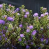 Rhododendron 'Blaufeder'