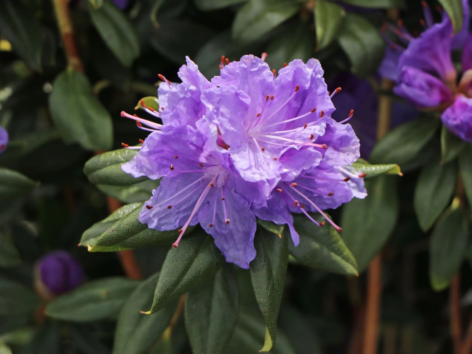 Rhododendron 'Blaufeder' 6 Rhododendron 'Blaufeder' – Bild 6