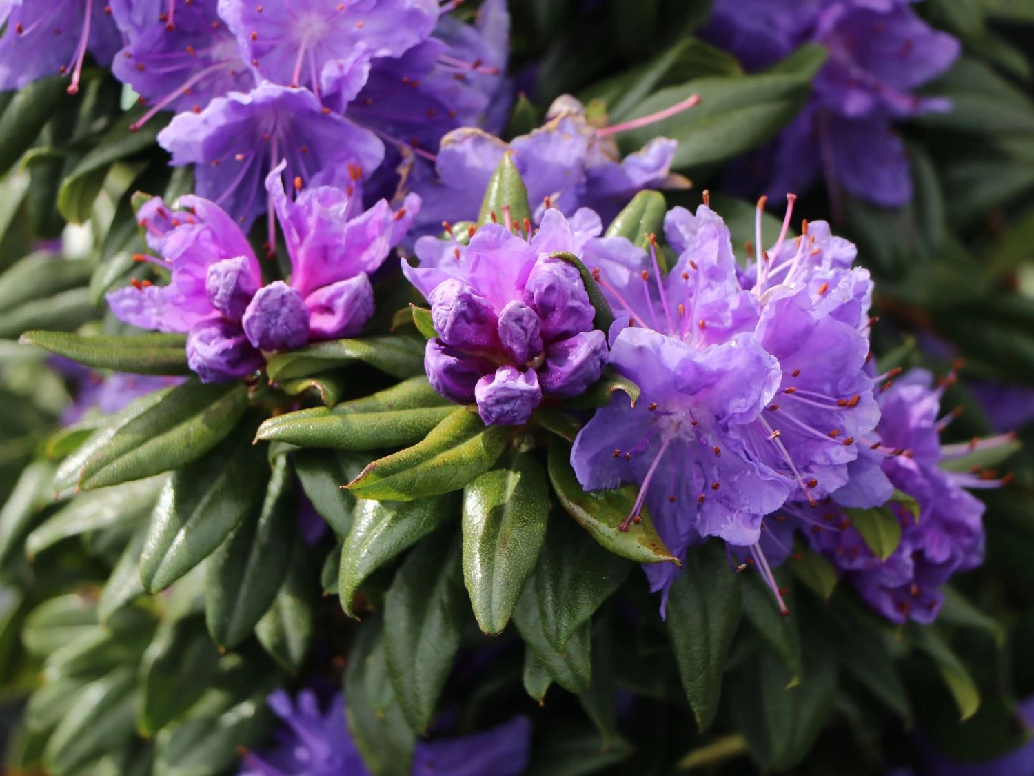 Rhododendron 'Blaufeder' 7 Rhododendron 'Blaufeder' – Bild 7