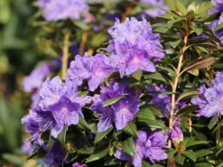 Rhododendron 'Blaufeder' 10 Rhododendron 'Blaufeder' -Deutschland Garten Funk Verkaufs-Shop rhododendron blaufeder m004238 w 3