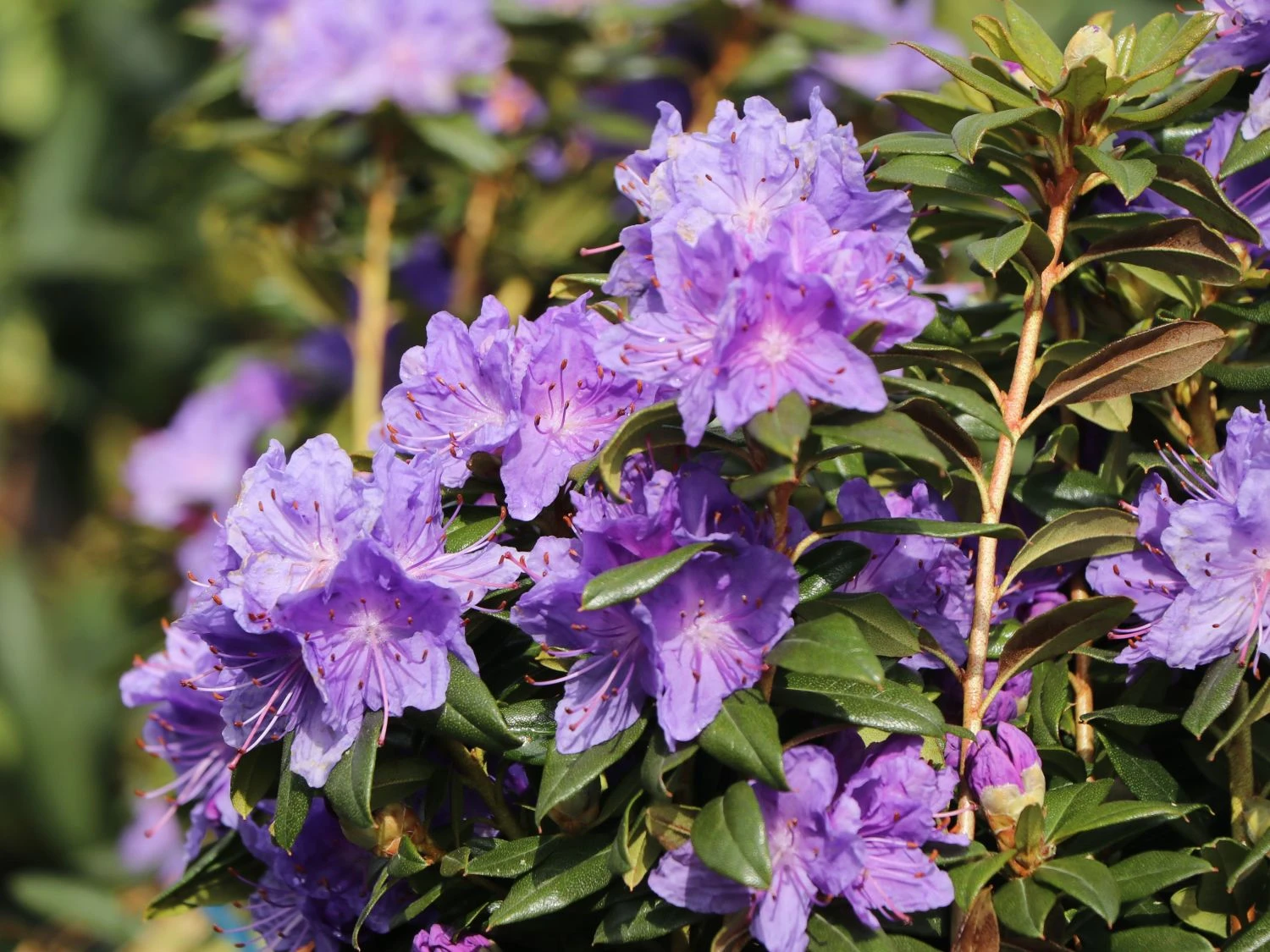 Rhododendron 'Blaufeder' 4 Rhododendron 'Blaufeder' – Bild 4