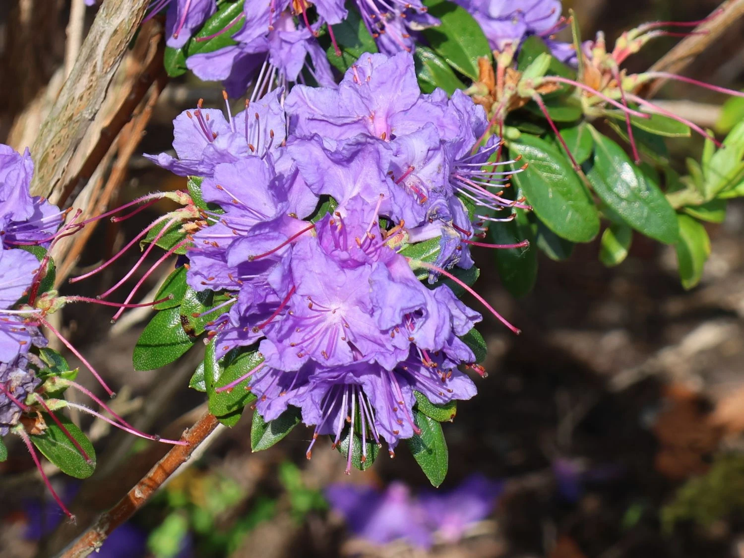 Rhododendron 'Blaufeder' 2 Rhododendron 'Blaufeder' – Bild 2