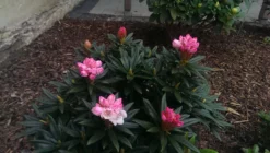 Rhododendron 'Blewbury' -Deutschland Garten Funk Verkaufs-Shop rhododendron blewbury m004234 378129 0