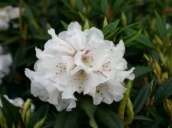 Rhododendron 'Blewbury' -Deutschland Garten Funk Verkaufs-Shop rhododendron blewbury m004234 w 0