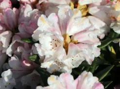 Rhododendron 'Blewbury' -Deutschland Garten Funk Verkaufs-Shop rhododendron blewbury m004234 w 1