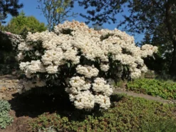 Rhododendron 'Blewbury' -Deutschland Garten Funk Verkaufs-Shop rhododendron blewbury m004234 w 3