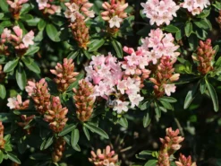 Rhododendron 'Bloombux' ® (Pink) -Deutschland Garten Funk Verkaufs-Shop rhododendron bloombux m087267 w 6