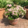 Rhododendron 'Bloombux' ® (Pink)