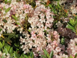 Rhododendron 'Bloombux' ® (Pink) -Deutschland Garten Funk Verkaufs-Shop rhododendron bloombux pink m087267 w 0