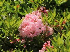 Rhododendron 'Bloombux' ® (Pink) -Deutschland Garten Funk Verkaufs-Shop rhododendron bloombux pink m087267 w 4