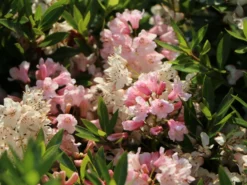 Rhododendron 'Bloombux' ® (Pink) -Deutschland Garten Funk Verkaufs-Shop rhododendron bloombux pink m087267 w 5