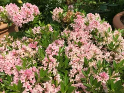 Rhododendron 'Bloombux' ® (Pink) -Deutschland Garten Funk Verkaufs-Shop rhododendron bloombux pink m087267 w 7