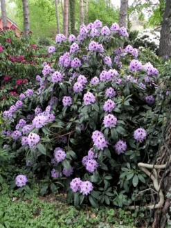 Rhododendron 'Blue Peter' 11 Rhododendron 'Blue Peter' -Deutschland Garten Funk Verkaufs-Shop rhododendron blue peter m002318 1098677 0