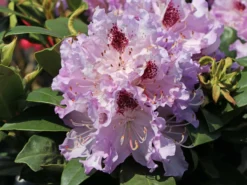 Rhododendron 'Blue Peter' 8 Rhododendron 'Blue Peter' -Deutschland Garten Funk Verkaufs-Shop rhododendron blue peter m002318 w 0