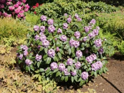 Rhododendron 'Blue Peter' 10 Rhododendron 'Blue Peter' -Deutschland Garten Funk Verkaufs-Shop rhododendron blue peter m002318 w 1