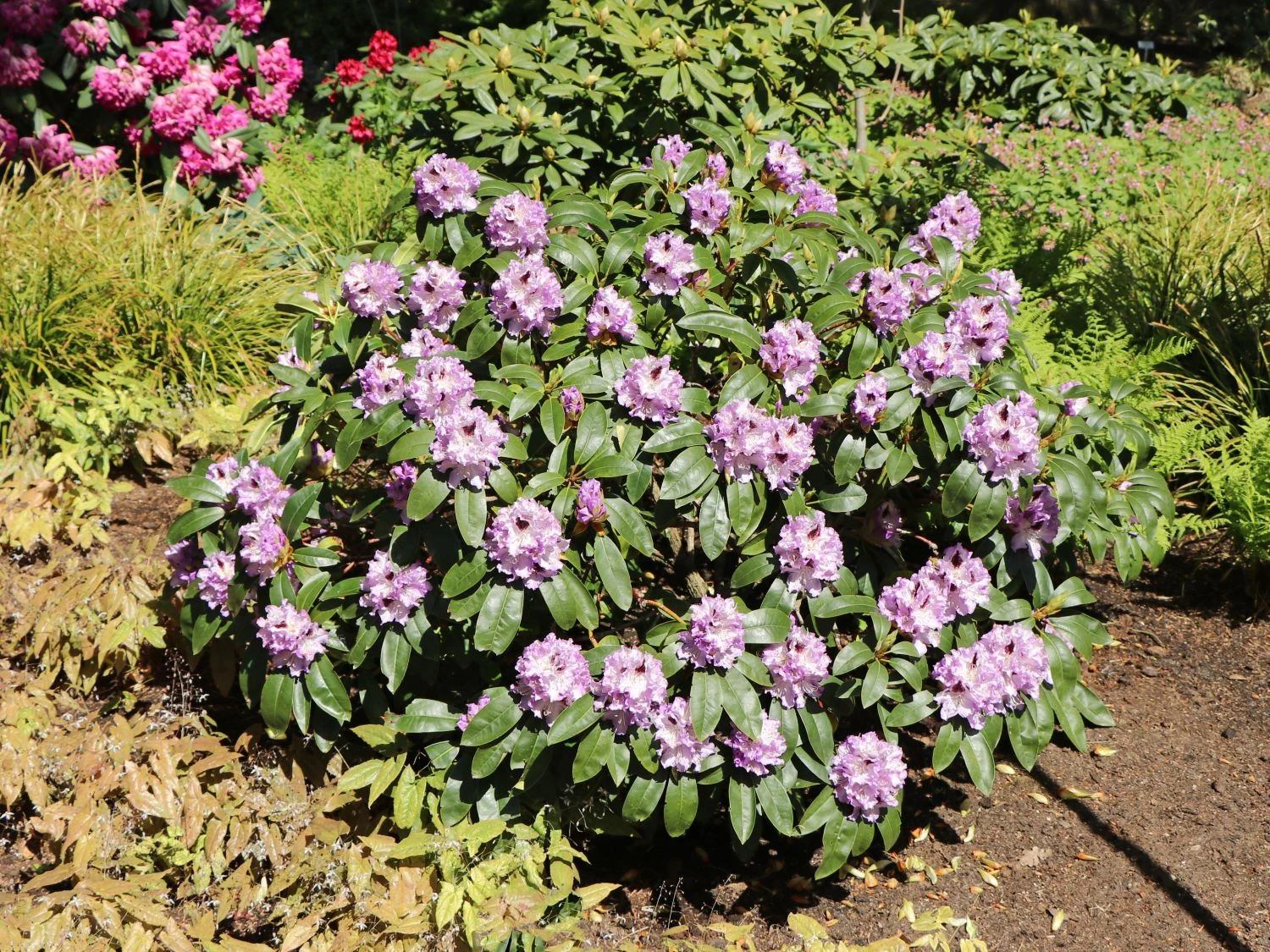 Rhododendron 'Blue Peter' 5 Rhododendron 'Blue Peter' – Bild 5