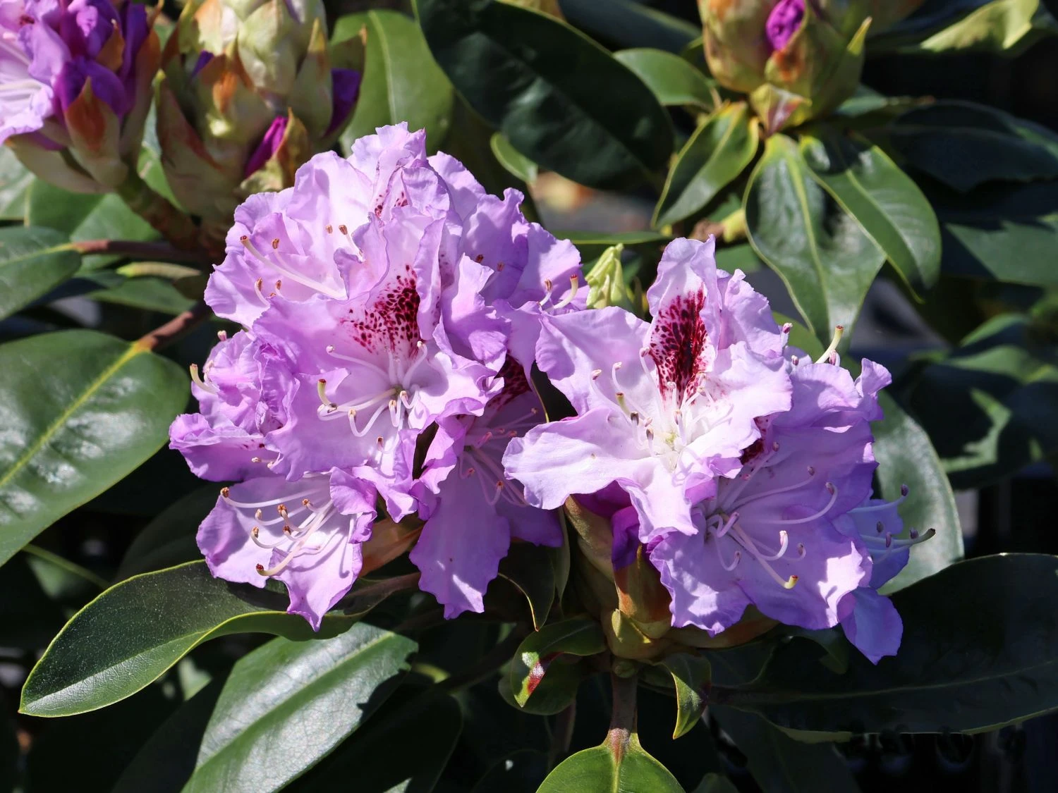 Rhododendron 'Blue Peter' 2 Rhododendron 'Blue Peter' – Bild 2