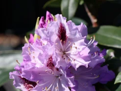 Rhododendron 'Blue Peter' 9 Rhododendron 'Blue Peter' -Deutschland Garten Funk Verkaufs-Shop rhododendron blue peter m002318 w 3