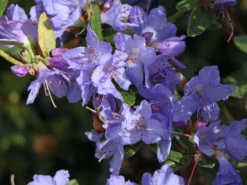 Rhododendron 'Blue Tit Magor' 8 Rhododendron 'Blue Tit Magor' -Deutschland Garten Funk Verkaufs-Shop rhododendron blue tit magor m002386 w 0