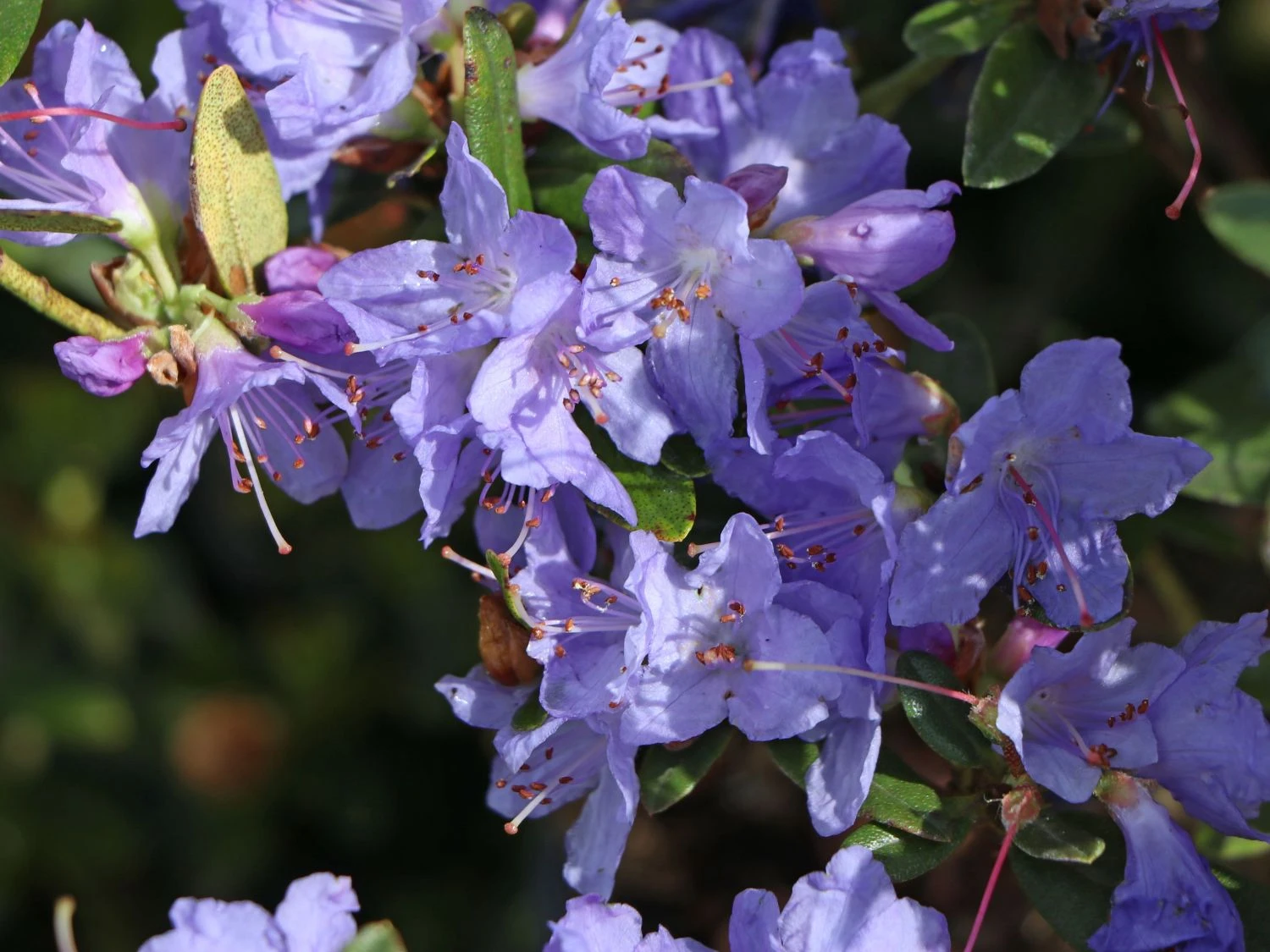 Rhododendron 'Blue Tit Magor' 3 Rhododendron 'Blue Tit Magor' – Bild 3