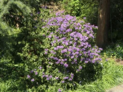 Rhododendron 'Blue Tit Magor' 11 Rhododendron 'Blue Tit Magor' -Deutschland Garten Funk Verkaufs-Shop rhododendron blue tit magor m002386 w 1