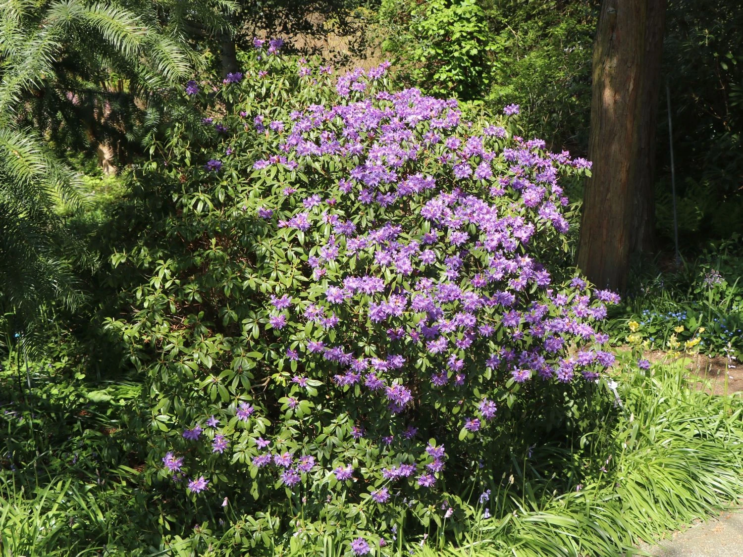 Rhododendron 'Blue Tit Magor' 6 Rhododendron 'Blue Tit Magor' – Bild 6