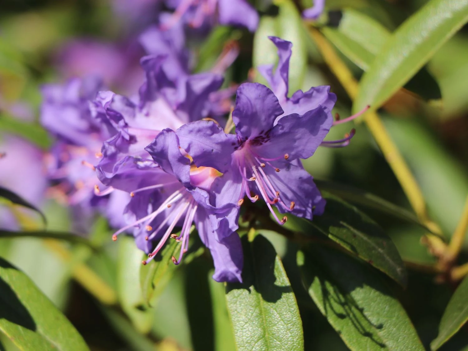 Rhododendron 'Blue Tit Magor' 4 Rhododendron 'Blue Tit Magor' – Bild 4