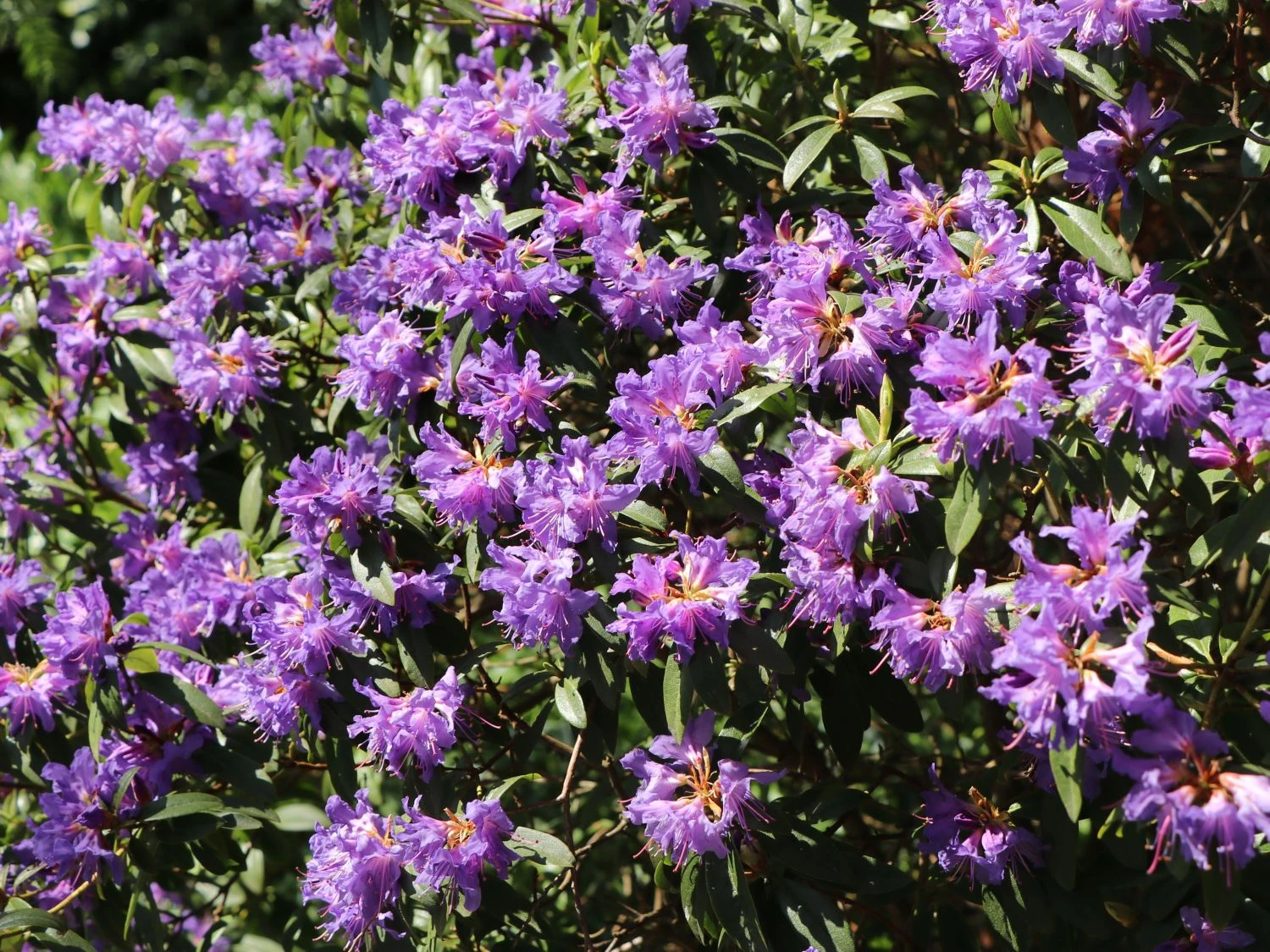 Rhododendron 'Blue Tit Magor' 5 Rhododendron 'Blue Tit Magor' – Bild 5