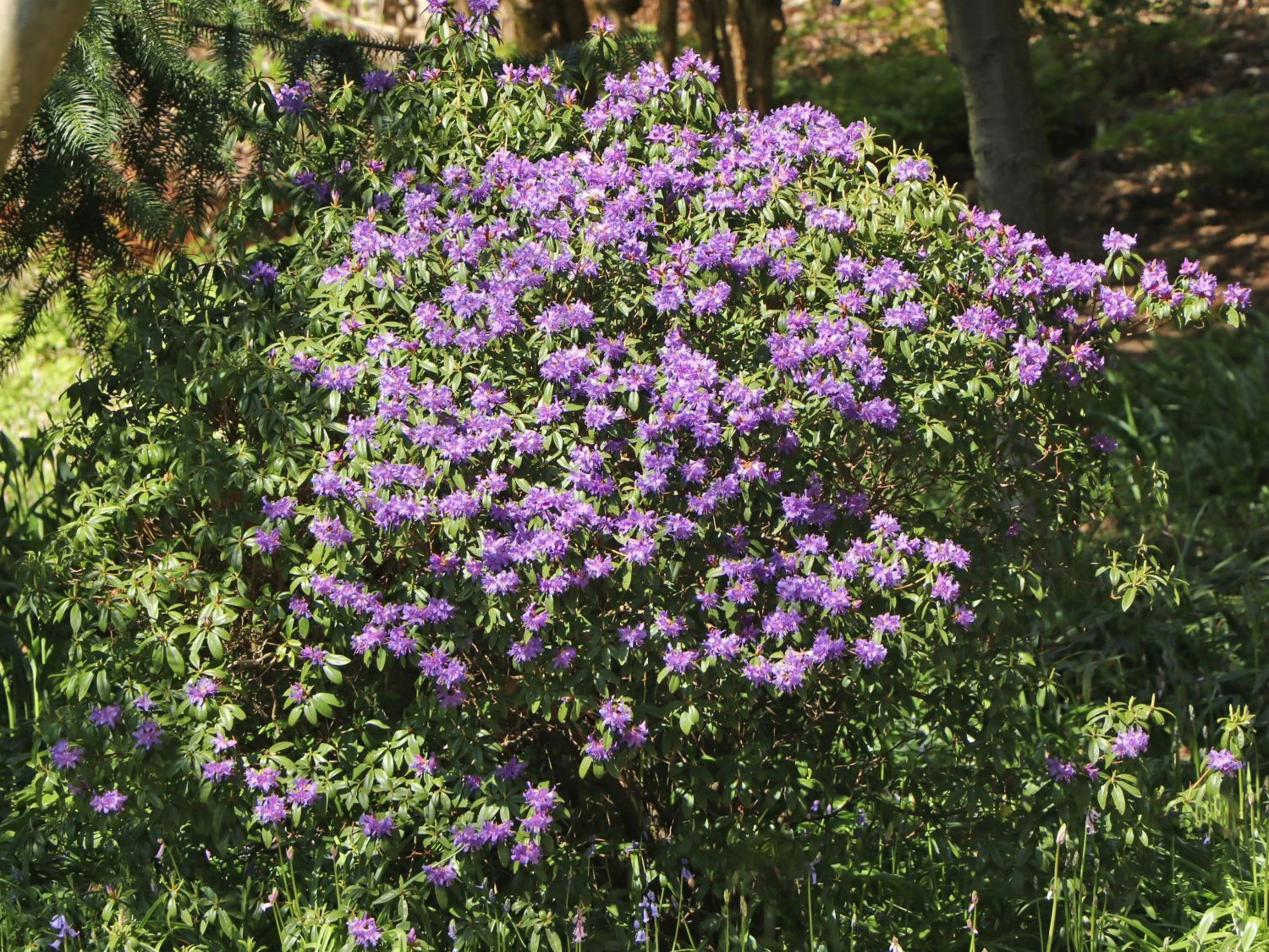 Rhododendron 'Blue Tit Magor' 2 Rhododendron 'Blue Tit Magor' – Bild 2