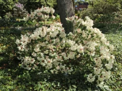 Rhododendron 'Blueshine Girl' -Deutschland Garten Funk Verkaufs-Shop rhododendron blueshine girl m003654 w 0