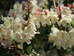 Rhododendron 'Blueshine Girl' -Deutschland Garten Funk Verkaufs-Shop rhododendron blueshine girl m003654 w 2