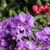 Rhododendron 'Blumiria'