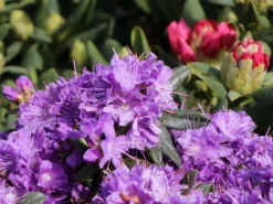 Rhododendron 'Blumiria'