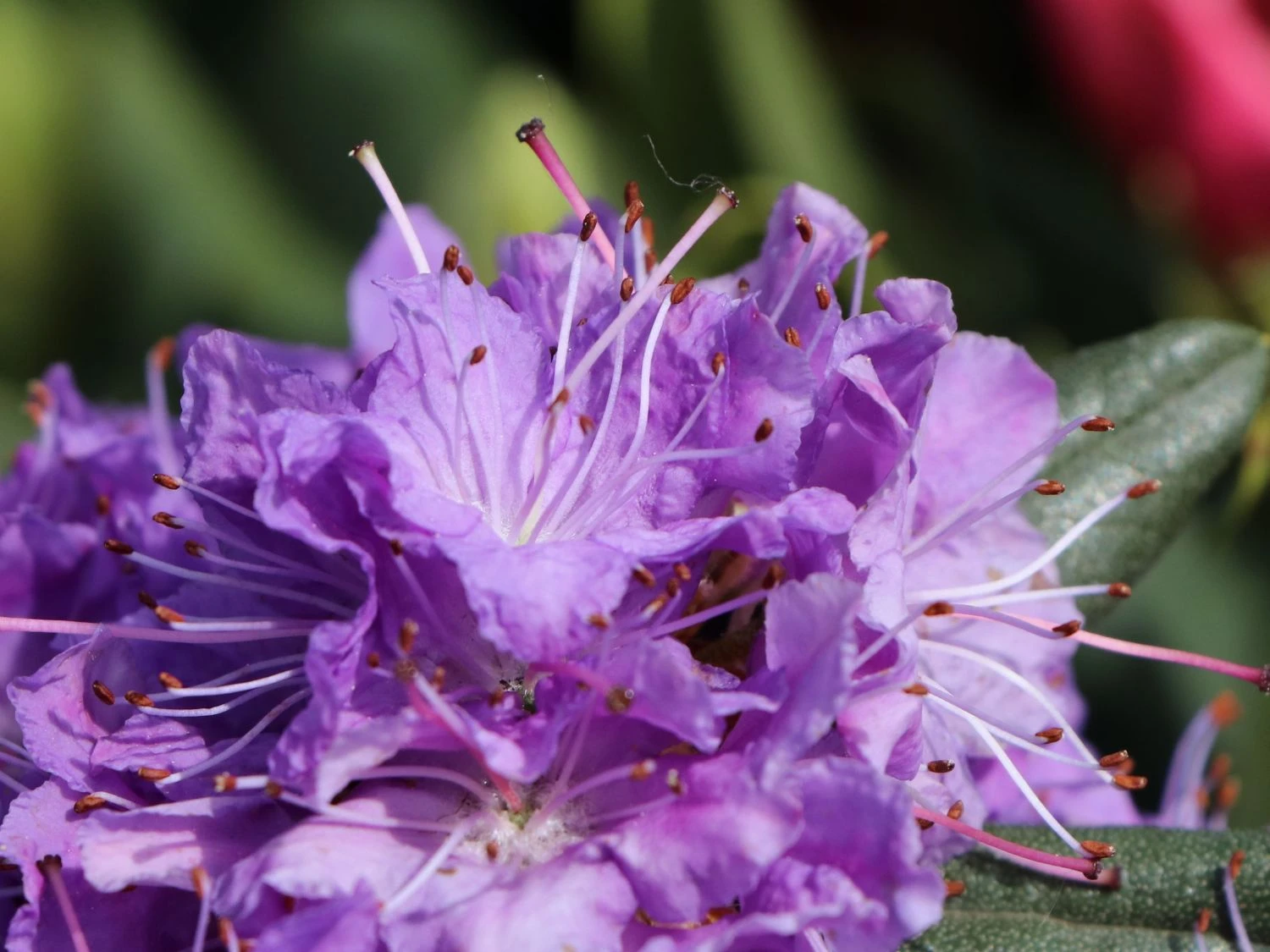 Rhododendron 'Blumiria' 2 Rhododendron 'Blumiria' – Bild 2