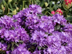Rhododendron 'Blumiria' 7 Rhododendron 'Blumiria' -Deutschland Garten Funk Verkaufs-Shop rhododendron blumiria m007811 w 1
