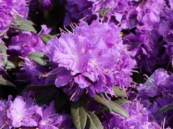 Rhododendron 'Blumiria' 6 Rhododendron 'Blumiria' -Deutschland Garten Funk Verkaufs-Shop rhododendron blumiria m007811 w 2