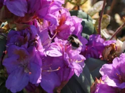 Rhododendron 'Blutopia' -Deutschland Garten Funk Verkaufs-Shop rhododendron blutopia m003294 w 2