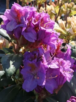 Rhododendron 'Blutopia' -Deutschland Garten Funk Verkaufs-Shop rhododendron blutopia m003294 w 3