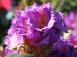 Rhododendron 'Blutopia' -Deutschland Garten Funk Verkaufs-Shop rhododendron blutopia m003294 w 4