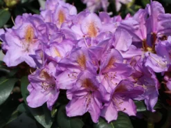 Rhododendron 'Blutopia' -Deutschland Garten Funk Verkaufs-Shop rhododendron blutopia m003294 w 5