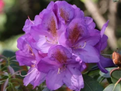 Rhododendron 'Blutopia' -Deutschland Garten Funk Verkaufs-Shop rhododendron blutopia m003294 w 6