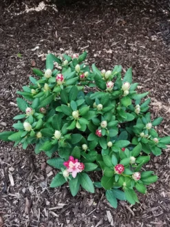 Rhododendron 'Brasilia' -Deutschland Garten Funk Verkaufs-Shop rhododendron brasilia m002316 1524419 0