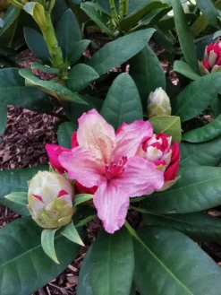 Rhododendron 'Brasilia' -Deutschland Garten Funk Verkaufs-Shop rhododendron brasilia m002316 1524419 1