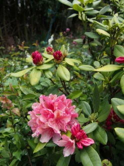 Rhododendron 'Brasilia' -Deutschland Garten Funk Verkaufs-Shop rhododendron brasilia m002316 668426 0