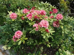 Rhododendron 'Brasilia' -Deutschland Garten Funk Verkaufs-Shop rhododendron brasilia m002316 668426 1