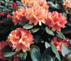 Rhododendron 'Brasilia' -Deutschland Garten Funk Verkaufs-Shop rhododendron brasilia m002316 676001 0
