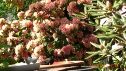 Rhododendron 'Brasilia' -Deutschland Garten Funk Verkaufs-Shop rhododendron brasilia m002316 676001 1