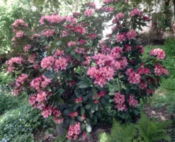 Rhododendron 'Brasilia' -Deutschland Garten Funk Verkaufs-Shop rhododendron brasilia m002316 676001 3