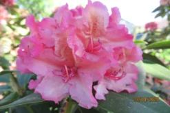 Rhododendron 'Brasilia' -Deutschland Garten Funk Verkaufs-Shop rhododendron brasilia m002316 676001 4